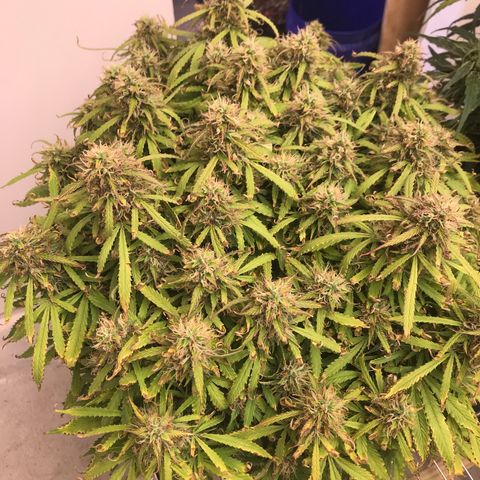 Jack Herer Auto  growlog timeline photo