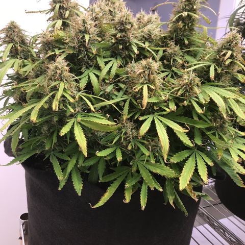 Jack Herer Auto  growlog timeline photo