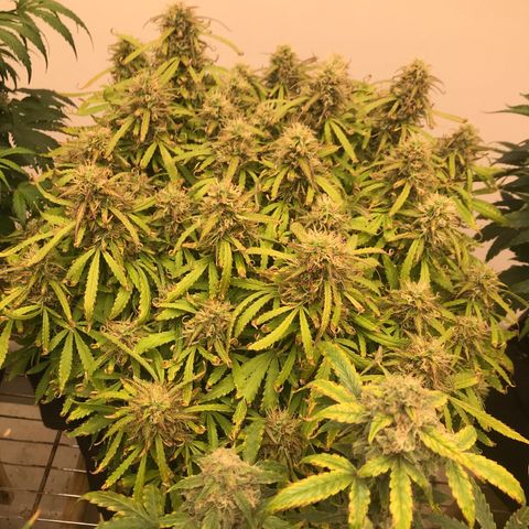 Jack Herer Auto  growlog timeline photo