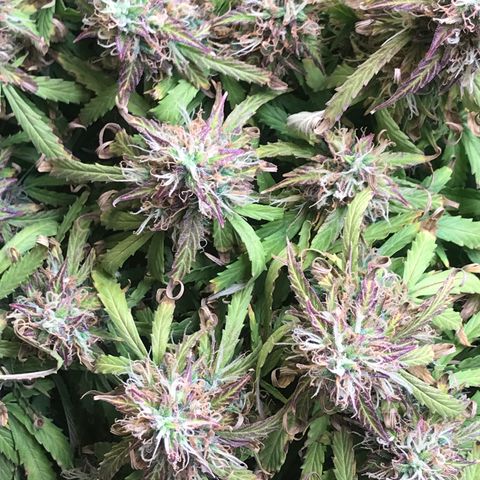 Jack Herer Auto  growlog timeline photo
