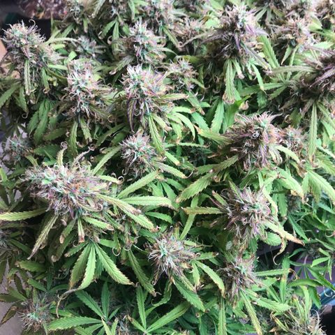 Jack Herer Auto  growlog timeline photo