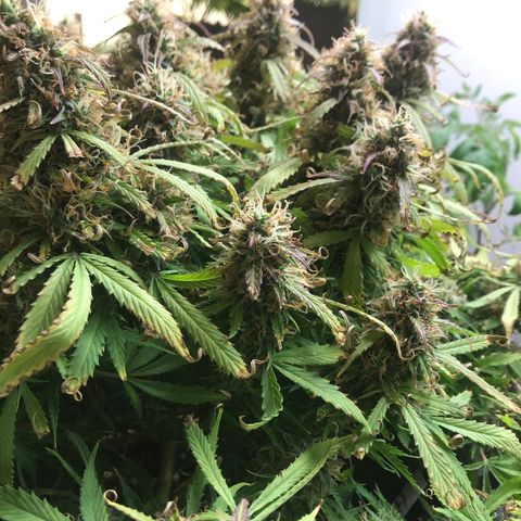 Jack Herer Auto  growlog timeline photo