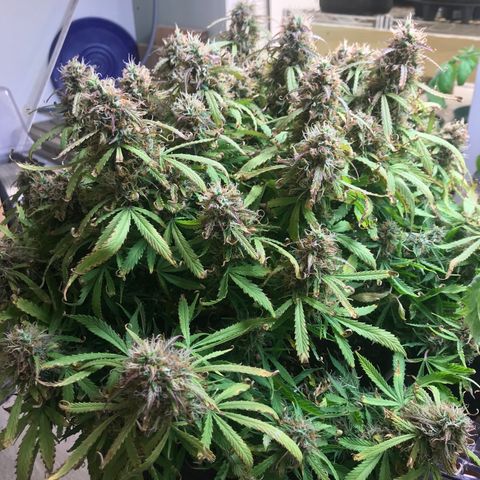 Jack Herer Auto  growlog timeline photo