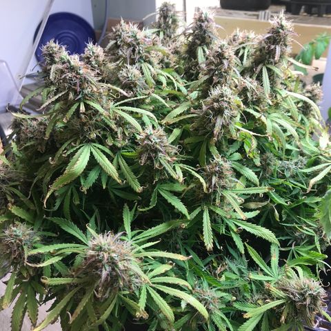 Jack Herer Auto  growlog timeline photo