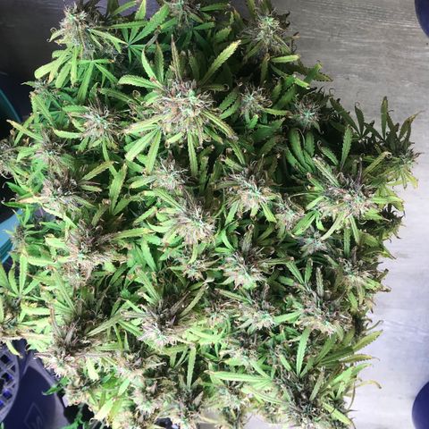 Jack Herer Auto  growlog timeline photo