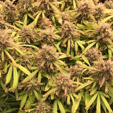 Jack Herer Auto  growlog timeline photo