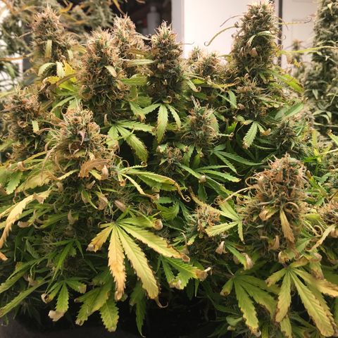 Jack Herer Auto  growlog timeline photo
