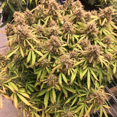 Jack Herer Auto  growlog timeline photo