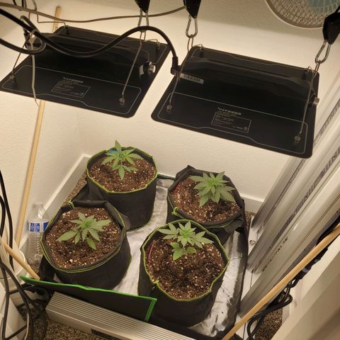 Cheese 🧀  and galaxy 500  #1 growlog timeline photo