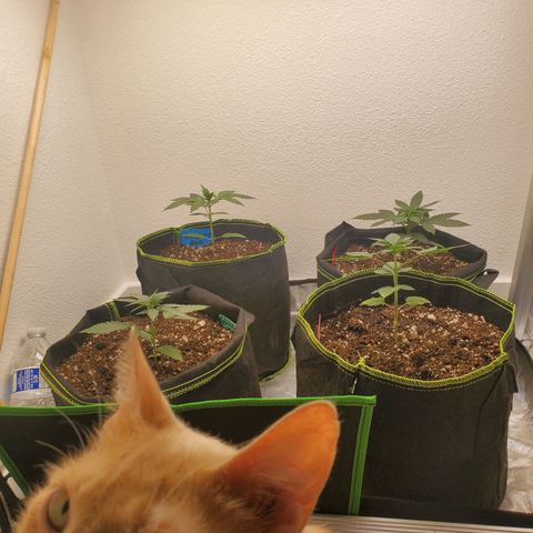 Cheese 🧀  and galaxy 500  #1 growlog timeline photo