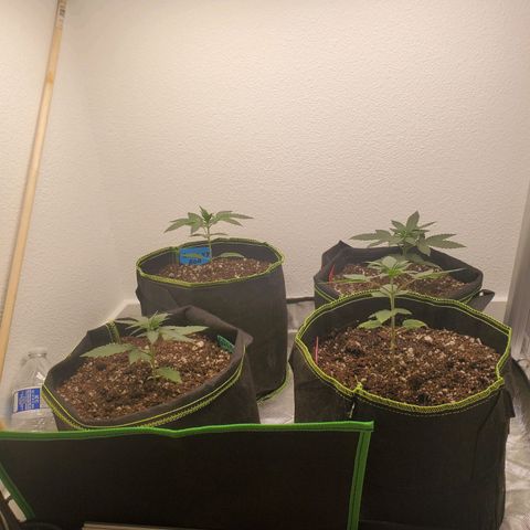Cheese 🧀  and galaxy 500  #1 growlog timeline photo