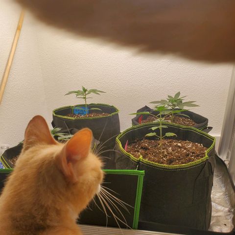 Cheese 🧀  and galaxy 500  #1 growlog timeline photo