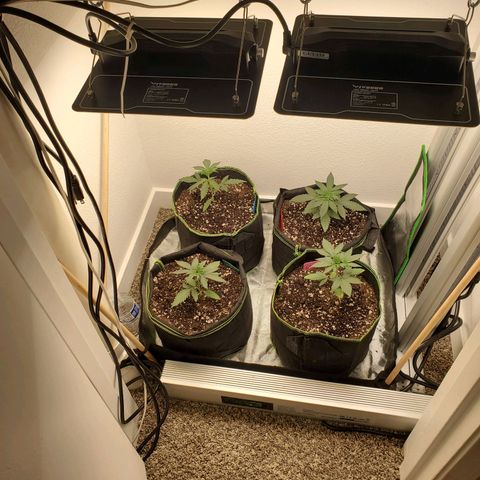 Cheese 🧀  and galaxy 500  #1 growlog photo: 1st feeding tomorrow. 