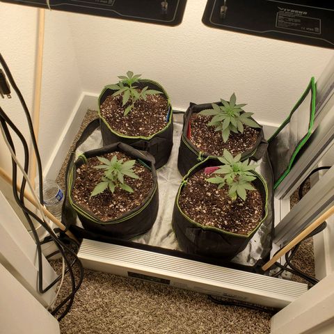 Cheese 🧀  and galaxy 500  #1 growlog photo: 1st feeding tomorrow. 