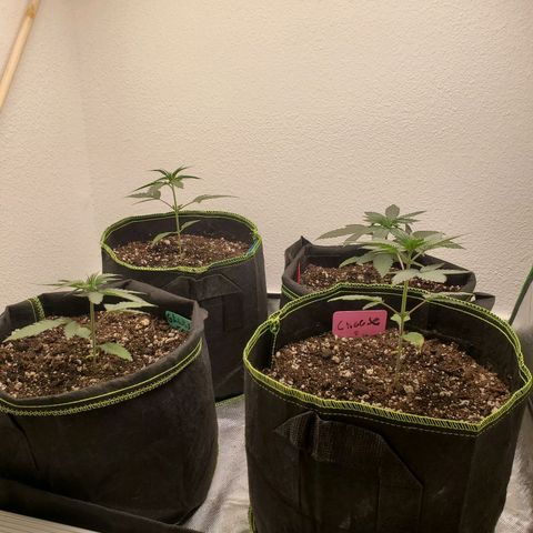 Cheese 🧀  and galaxy 500  #1 growlog photo: 1st feeding tomorrow. 