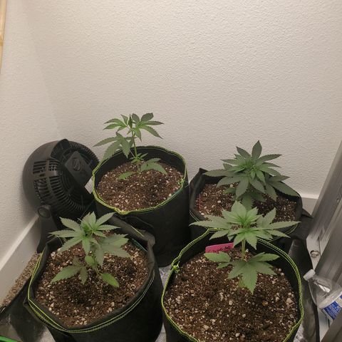 Cheese 🧀  and galaxy 500  #1 growlog photo: No water today. Just letting them chill. Still damp from last watering. 