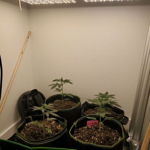 Cheese 🧀  and galaxy 500  #1 growlog photo: No water today. Just letting them chill. Still damp from last watering. 
