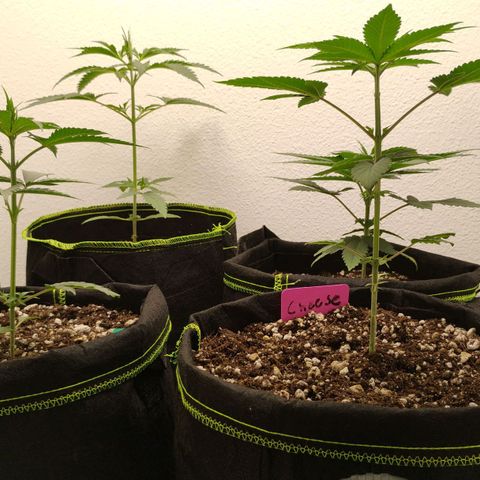 Cheese 🧀  and galaxy 500  #1 growlog timeline photo