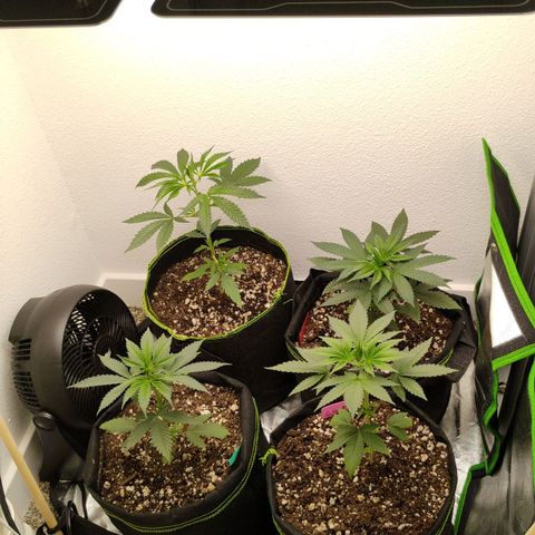 Cheese 🧀  and galaxy 500  #1 growlog timeline photo