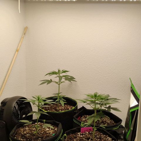 Cheese 🧀  and galaxy 500  #1 growlog timeline photo