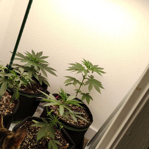 Cheese 🧀  and galaxy 500  #1 growlog timeline photo