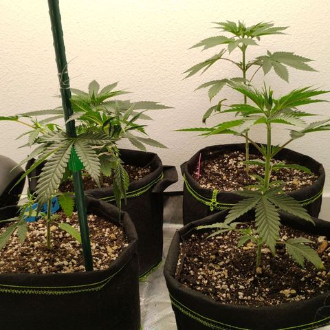 Cheese 🧀  and galaxy 500  #1 growlog timeline photo