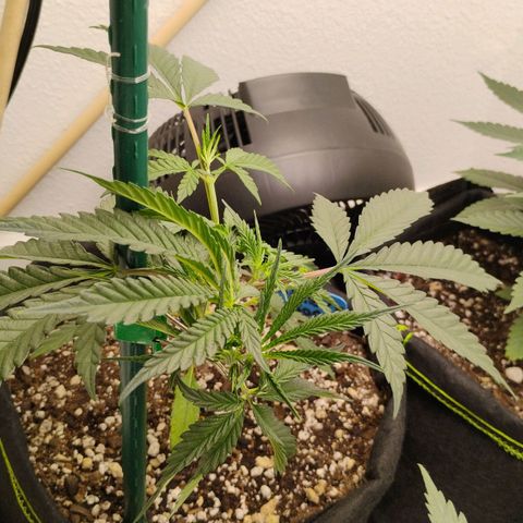 Cheese 🧀  and galaxy 500  #1 growlog timeline photo
