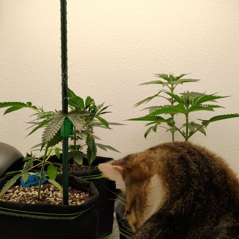 Cheese 🧀  and galaxy 500  #1 growlog timeline photo