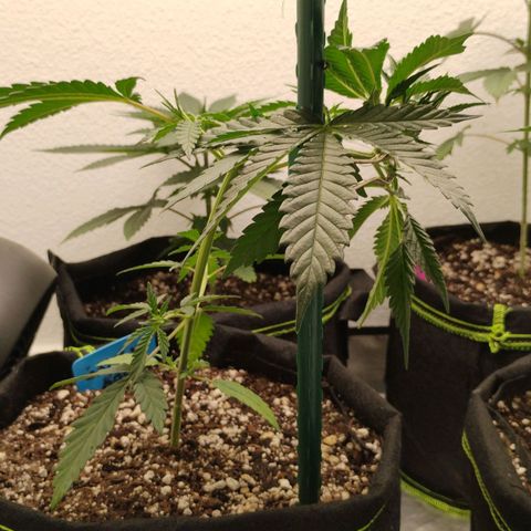 Cheese 🧀  and galaxy 500  #1 growlog timeline photo