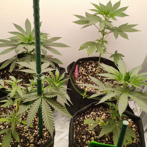 Cheese 🧀  and galaxy 500  #1 growlog photo: Ph water between 6.3 - 6.8.
