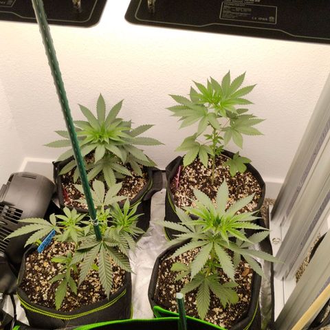 Cheese 🧀  and galaxy 500  #1 growlog photo: Ph water between 6.3 - 6.8.
