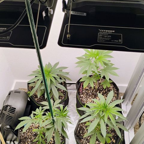 Cheese 🧀  and galaxy 500  #1 growlog timeline photo