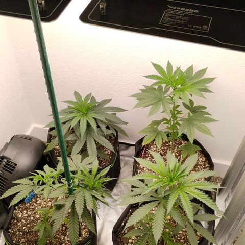Cheese 🧀  and galaxy 500  #1 growlog timeline photo