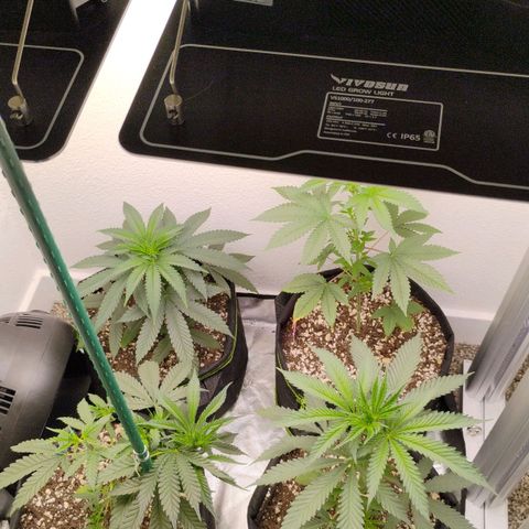 Cheese 🧀  and galaxy 500  #1 growlog timeline photo