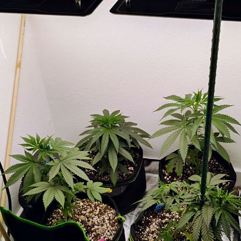 Cheese 🧀  and galaxy 500  #1 growlog photo: Just ph water with all natural bee Honey 🍯