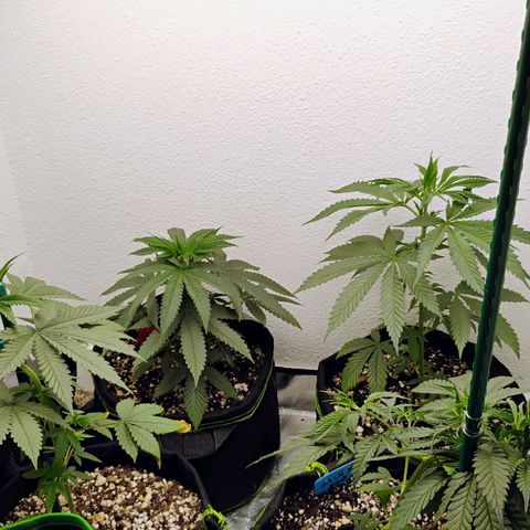 Cheese 🧀  and galaxy 500  #1 growlog photo: Just ph water with all natural bee Honey 🍯