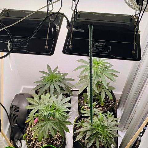 Cheese 🧀  and galaxy 500  #1 growlog timeline photo