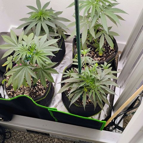 Cheese 🧀  and galaxy 500  #1 growlog timeline photo