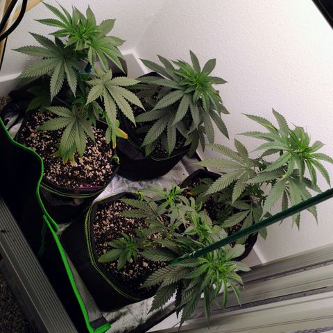 Cheese 🧀  and galaxy 500  #1 growlog photo: Ph water only for today 