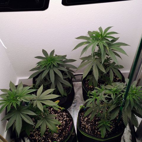 Cheese 🧀  and galaxy 500  #1 growlog photo: Ph water only for today 