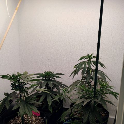 Cheese 🧀  and galaxy 500  #1 growlog photo: Lights turned back down to 50% and the height still remains the same.