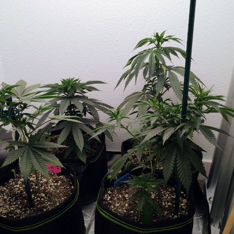 Cheese 🧀  and galaxy 500  #1 growlog photo: Lights turned back down to 50% and the height still remains the same.