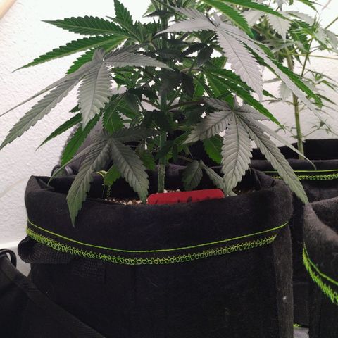 Cheese 🧀  and galaxy 500  #1 growlog timeline photo