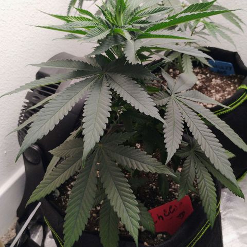 Cheese 🧀  and galaxy 500  #1 growlog timeline photo