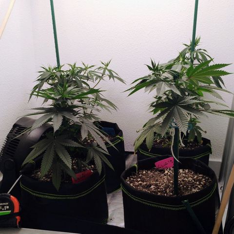 Cheese 🧀  and galaxy 500  #1 growlog timeline photo