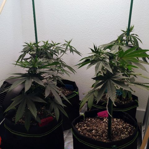 Cheese 🧀  and galaxy 500  #1 growlog timeline photo