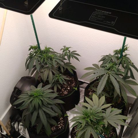 Cheese 🧀  and galaxy 500  #1 growlog timeline photo