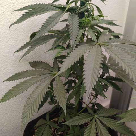 Cheese 🧀  and galaxy 500  #1 growlog timeline photo