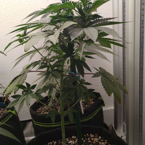Cheese 🧀  and galaxy 500  #1 growlog timeline photo