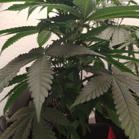 Cheese 🧀  and galaxy 500  #1 growlog timeline photo